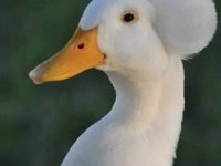 Ponponlu ördek civcivi