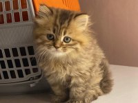 Mavi göz british longhair