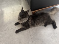 Yeni ailesine gitmeye hazır maine coon