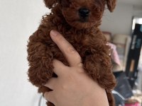 Red Brown Toy Poodle Puppy