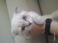 Yavru scottish fold kedisi