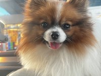 1.5 Yaşında Annelik Tecrübeli Partycolor Pomeranian Boo
