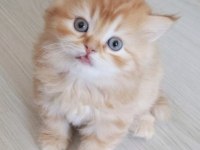 British longhair golden ve beyaz 4 yavru