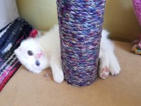 Pofuduk scottish fold white