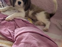 Ev ortamından safkan yavru köpekler