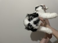 Shih tzu yavruları