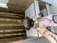 Orijinal saf ırk pug yavrular