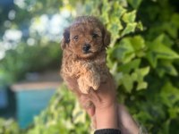 Maltipoo yavrular