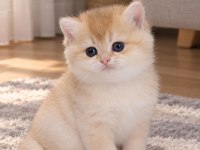 SAFKAN BRİTİSH LONGHAİR GOLDEN