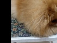 17 aylık 2 kilo teacup dişi pomeranian