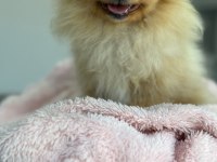 5 aylik dişi pomeranian yer izmir karsiyaka