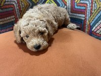Poodle Tüy Dökme Derdi Yok Bolca Sevgi Var