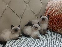 BRİTİSH SHORTHAİR CAKNİT POİNT