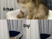 Sevimli yavru scottish fold