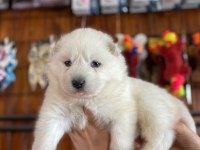 Samoyed bebeklerimiz için acele edin