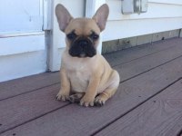Show Kalite French Bulldog Yavruları EN İYİSİNİ ARAYANA