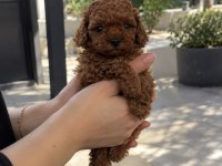 Poodle’da Doğru Adres, Güvenli Seçim