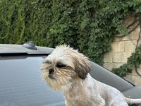 Safkan Dişi Shih Tzu