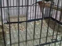 Yavru Alınmış Zebra İspinozu