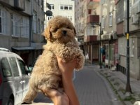 GERÇEK SAF KAN MALTİPOO