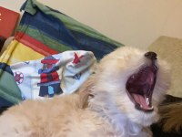Bebek Maltipoo 2,5 Aylık