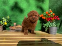 Toy Poodle Yavruları