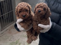 Toy Poodle Bebekler Yeni Yuvasına Gitmeye Hazır