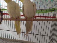 Safkan albino sultan papağanı kırmızı