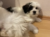 SON MALTESE OĞLUMUZ SÜTTEN YENİ KESİLDİ