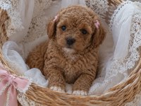 Poodle İçin Birde Bize Danışın