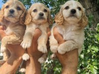 A kalite orjinal Cavalier King Charles yavrularımız