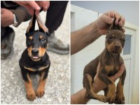 Siyah Ve Kızıl Doberman Yavrularımız