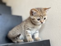 Sağlıklı british shorthair hazır yavrular