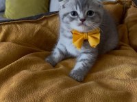 Scottish Fold Erkek Yavrumuza Yuva Uyguna