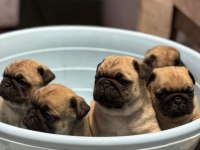 SHOW CLASS PUG MOPS BEBEKLER