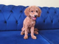 6 Aylık Red Toy Poodle Kızımız