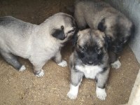 SAFKAN KANGAL KÖPEĞİ