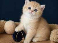 British Shorthair Golden ve Golden Point Yavrular