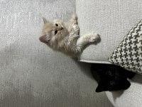 Yeni sütten kesilmiş british longhair yavrular
