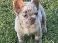 Fluffy French Bulldog New Shade İsabella Tan Merle