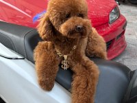 Orjinal Toy Poodle Yavrumuz 