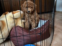 Dişi yavru poodle sahiplenilecektir