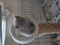 Scottish fold ve Britsh shorthair Yavrular