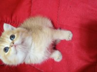 British shorthair yavrularımız yeni yuvasını arıyor