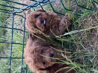 Orjinal kıvır kıvır tüm renklerde toy poodle