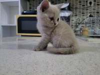 British Shorthair Anne Altından 2 Aylık Safkan Yavrular