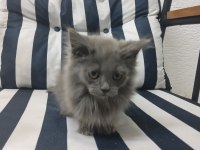 2 aylık british longhair yavru kedimiz