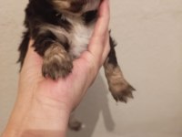 Terrier yavrularımıza acil yuva aranıyor