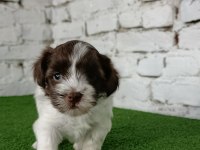 Morkie erkek yavrumuz