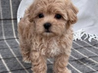 Mini Maltipoo Kore Anne Babadan Yavrular 